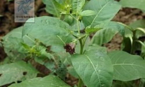 鱼肝油和钙片的最佳服用时间-鱼肝油和钙吃法网 - 鱼肝油和钙怎么吃最好,鱼肝油的正确吃法一天吃几粒